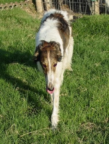 Borzoi