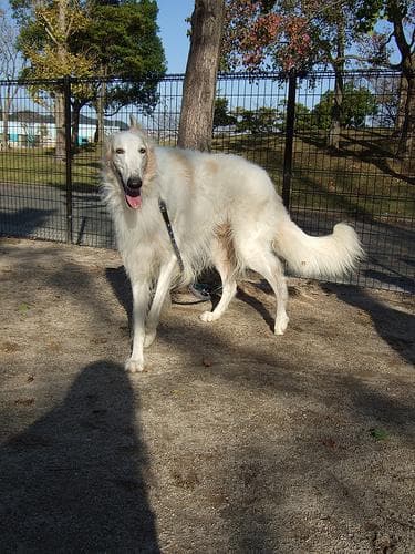 Borzoi