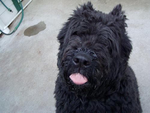 Bouvier