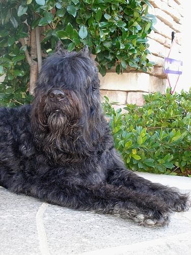 Bouvier