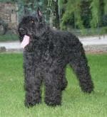 Bouvier