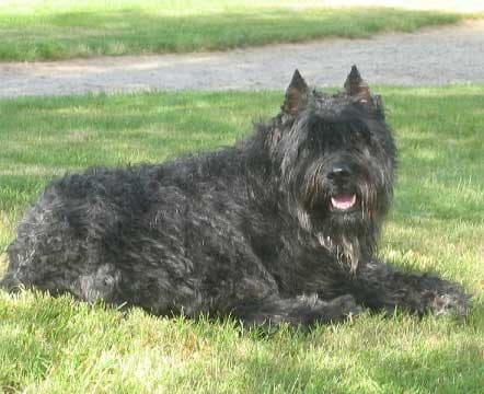 Bouvier