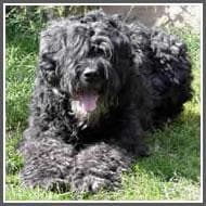 Bouvier