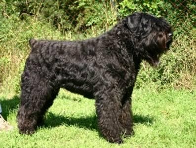 Bouvier