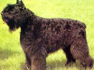 Bouvier