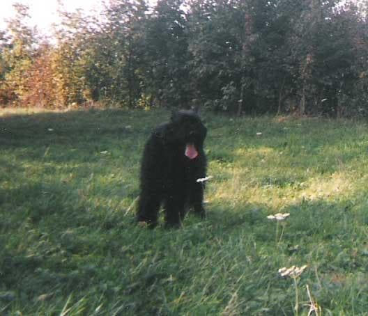 Bouvier