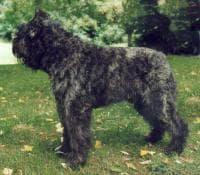 Bouvier
