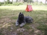 Bouvier