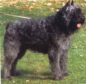 Bouvier