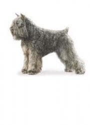 Bouvier