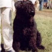 Bouvier