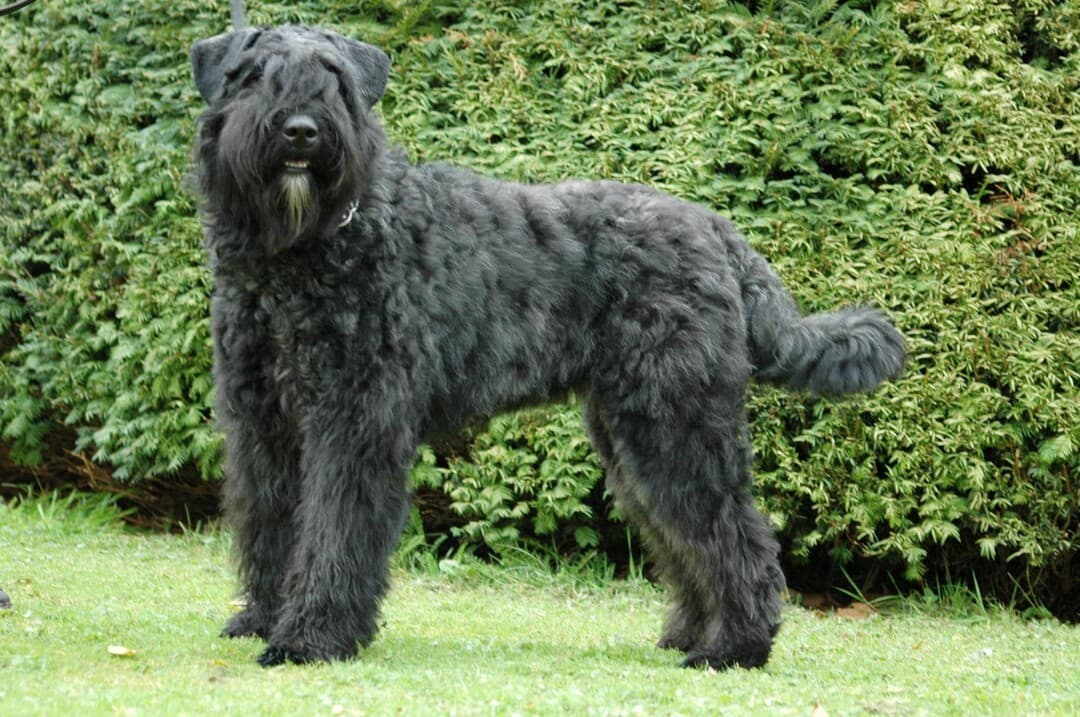 Bouvier