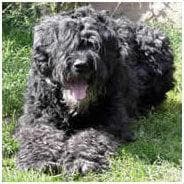 Bouvier