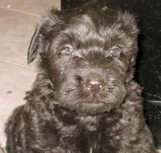 Bouvier