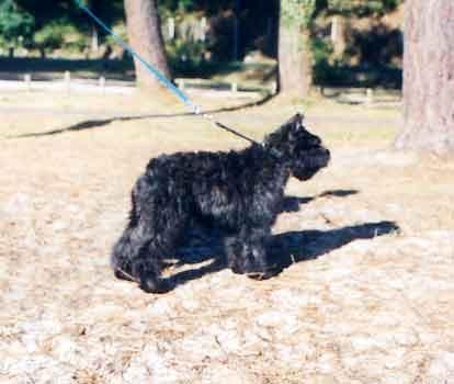 Bouvier