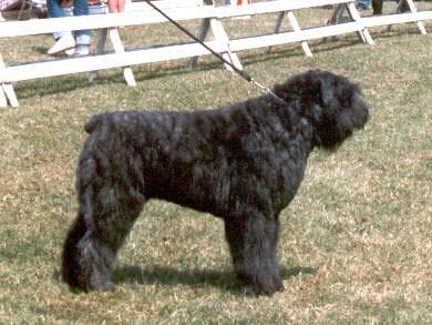 Bouvier