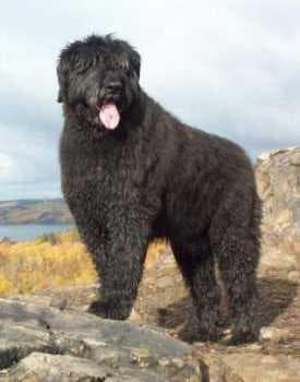 Bouvier