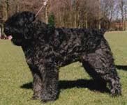 Bouvier