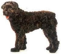Bouvier