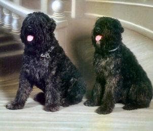 Bouvier