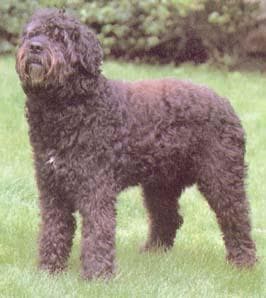 Bouvier