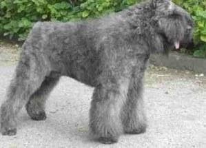 Bouvier
