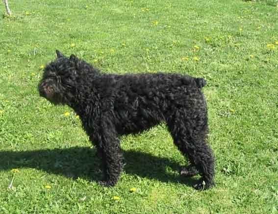 Bouvier
