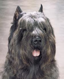 Bouvier