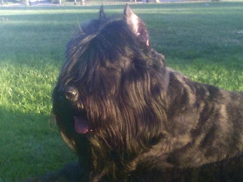 Bouvier