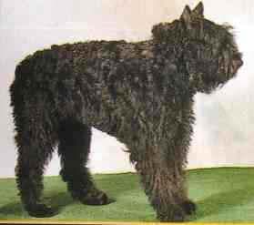 Bouvier