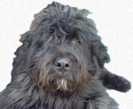 Bouvier