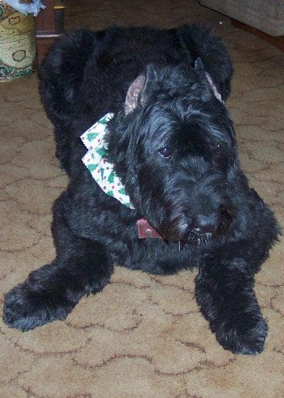 Bouvier