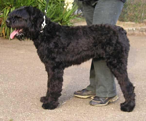 Bouvier