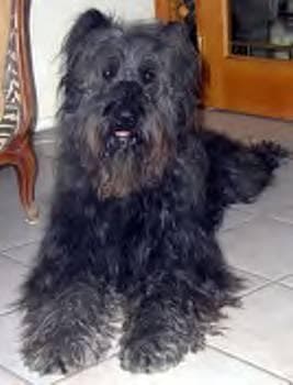 Bouvier