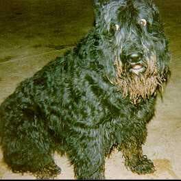 Bouvier