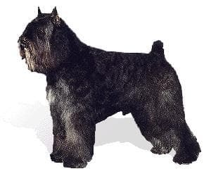 Bouvier