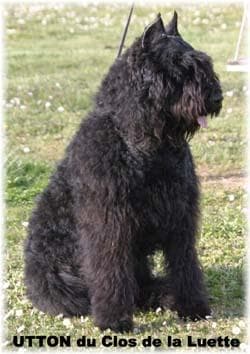 Bouvier