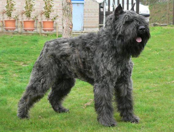 Bouvier