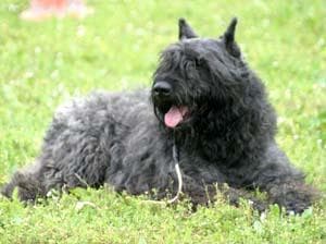Bouvier
