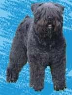 Bouvier