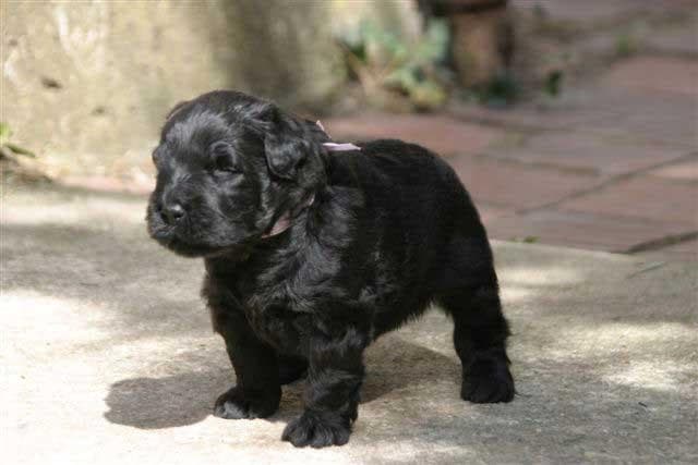 Bouvier