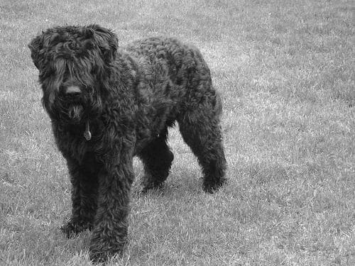 Bouvier