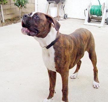 Boxer
