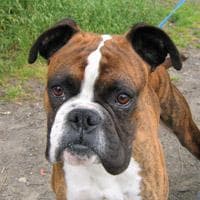 Boxer