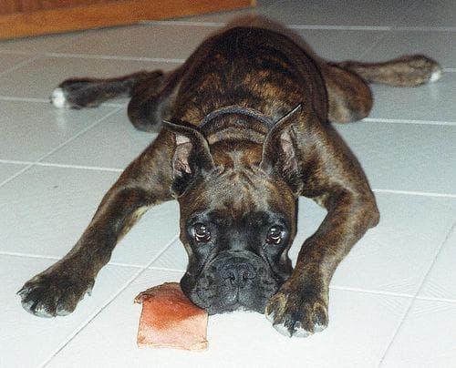 Boxer