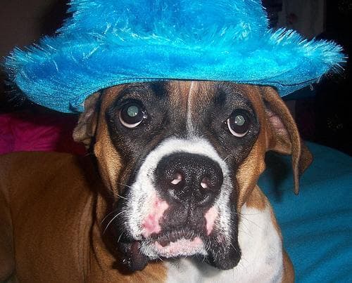 Boxer