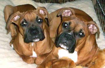 Boxer
