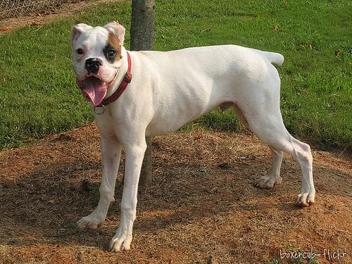 Boxer