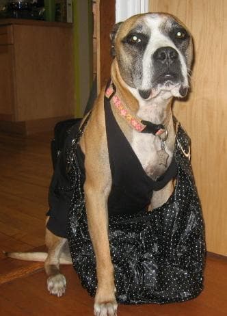 Boxer