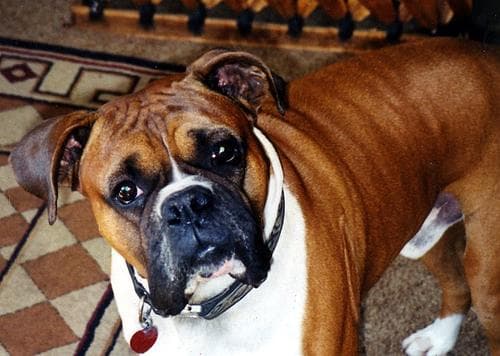 Boxer